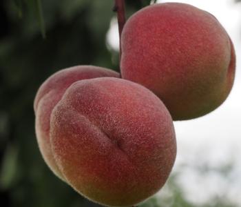 Rotblättriger Pfirsich 'Rubira'