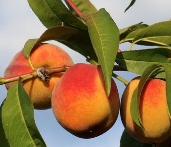 Gelbfleischiger Pfirsich