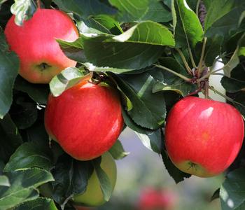 Winterapfel 'Pinova' von Dehner
