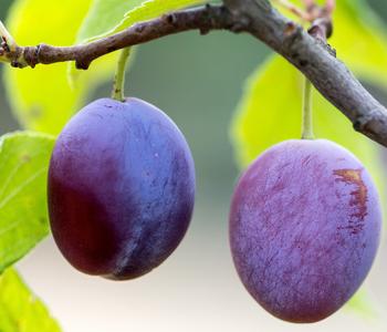 Zwetschge 'Presenta'