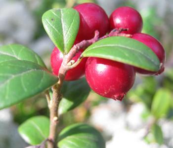 Preiselbeere 'Red Pearl'