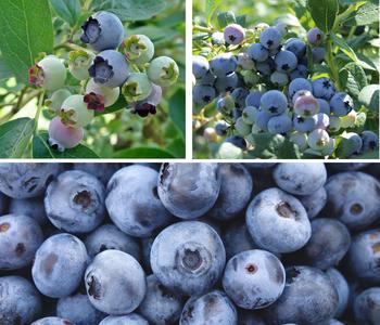 Heidelbeer-Set Blaubeer-Genuss, 3-teilig