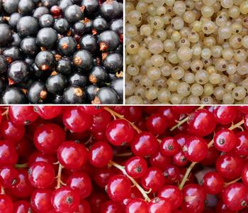 Johannisbeer-Set Sommerbeeren, 3-teilig