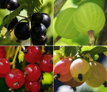 Johannis-Stachelbeer-Set Beerenliebe, 4-teilig