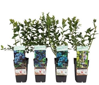 Heidelbeer-Set Blaubeer-Liebe, 4-teilig