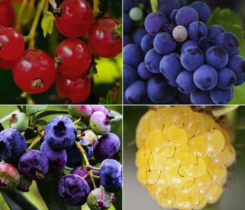 Beeren-Trauben-Set Obstsalat, 4-teilig von Dehner, Rot / Dunkelblau Gelb