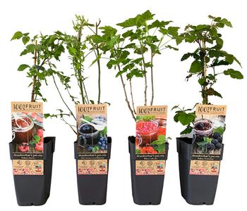 Beeren-Set Marmeladen-Mix, 4-teilig