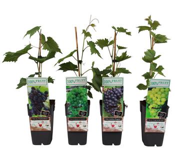 Tafeltrauben-Set Traubentraum, 4-teilig