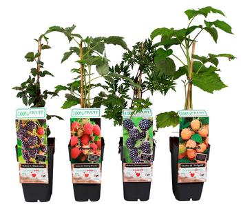 Himbeer-Brombeer-Set Beerentöne, 4-teilig