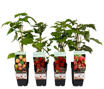 Himbeer-Set Himbeer-Quartett, 4-teilig