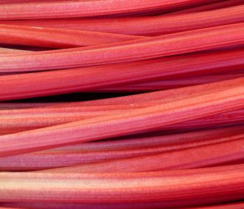 Rhabarber 'Holstein Blut'