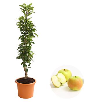 Säulenapfel 'Rhapsodie' von Dehner, Gelb / Hellrot