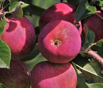 Apfelbäume in Sorten, einjährige Veredelung