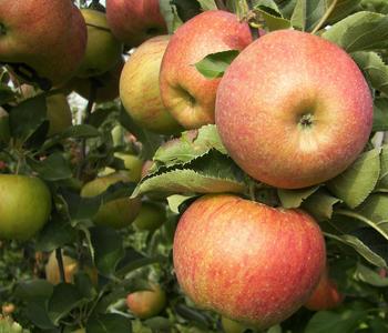Winterapfel 'Roter Boskoop' von Dehner, Dunkelrot
