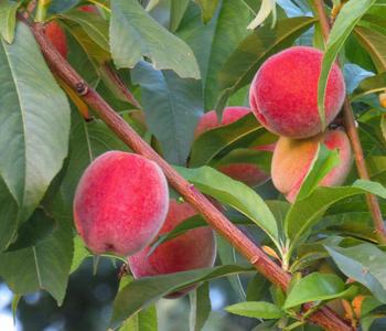 Pfirsich 'Roter Weinbergpfirsich'