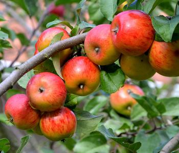 Sommerapfel 'Roter James Grieve'