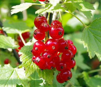 Dehner Johannisbeere 'Rovada', Rot