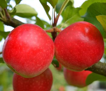 Herbstapfel 'Rubinola'