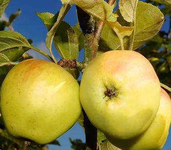 Säulenapfel 'Goldcats'