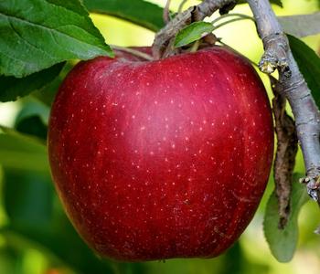 Säulenapfel 'Redcats' von Dehner, Rot