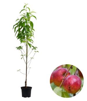 Säulennektarine 'Fantasia'