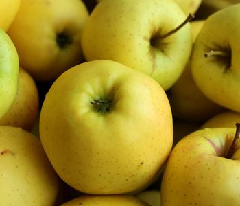 Winterapfel 'Sirius' (S) von Dehner
