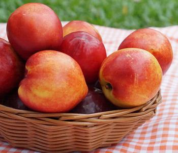 Nektarine 'Snow Queen'