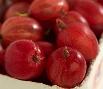 Stachelbeere 'Spinefree'