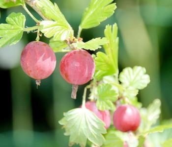 Bio Stachelbeere 'Spinefree'