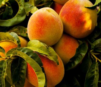 Pfirsich 'Suncrest'