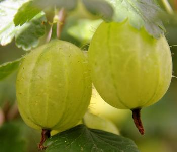 Stachelbeere 'Invicta', Busch