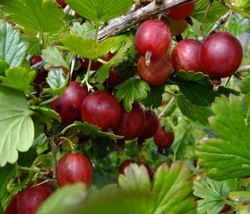 Stachelbeere 'Hinnonmäki', Stämmchen von Dehner, Rot