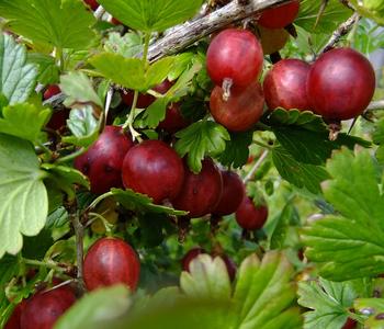 Stachelbeere 'Hinnonmäki', Busch von Dehner, Rot