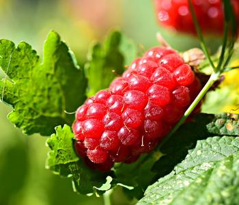 Him-Brombeere 'Tayberry', Rot