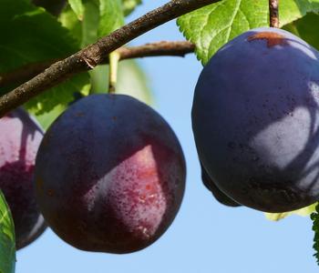 Pflaume 'The Czar'