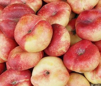 Teller-Nektarine 'Honey®'