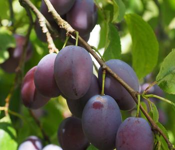 Zwetschge 'Kulinaria-Toptaste'