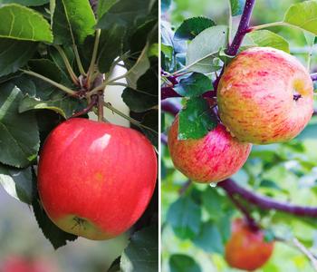 Apfel-Duo 'Pinova/Topaz'