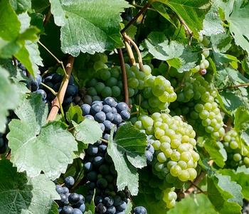 Tafeltraube, kernlos, verschiedene Sorten