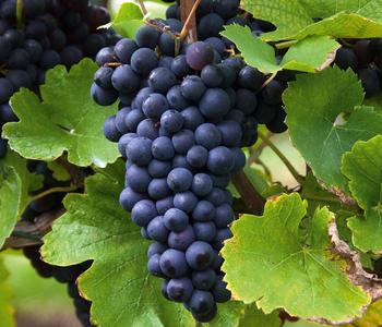 Tafeltraube 'Erdbeertraube' von Dehner, Blau