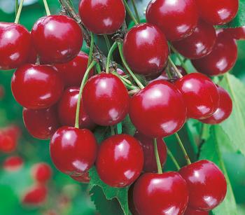 Sauerkirsche 'Vowi'