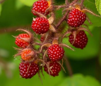 Japanische Weinbeere
