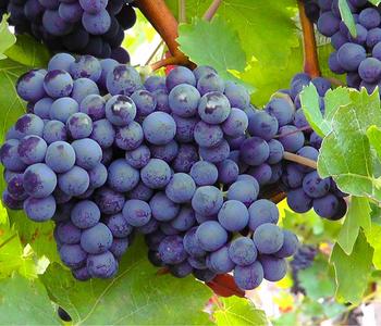 Dehner Gourmet Garten Tafeltraube 'Muscat Bleu', Blau