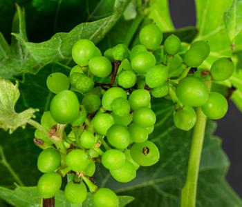 Tafeltraube 'Pusztatraube'