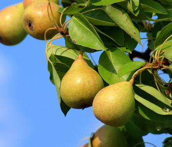 Sommerbirne 'Williams Christ'