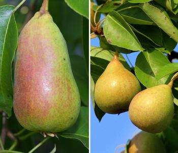 Birnen-Duo 'Gute Luise/Williams Christ'