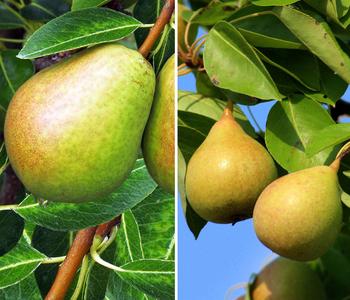 Birnen-Duo 'Vereinsdechant/Williams Christ'