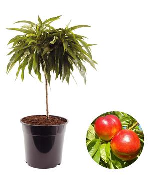 Zwergnektarine 'Rubis Necta Zee' von Dehner, Orange / Gelb