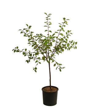 Zwetsche, einjährige Veredelung