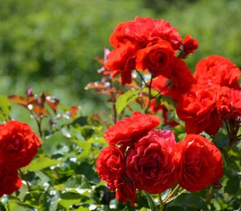 ADR-Rosen von Dehner, Rot, Rosa, Zartrosa, Apricot, Weiß